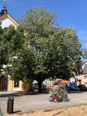 Lípa stříbrná
